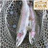 Image 6 : Bristol Bay Salmon and Trout Fishing Trip for Two