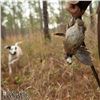 Image 3 : Traditional Georgia Bobwhite Quail Hunt for Two