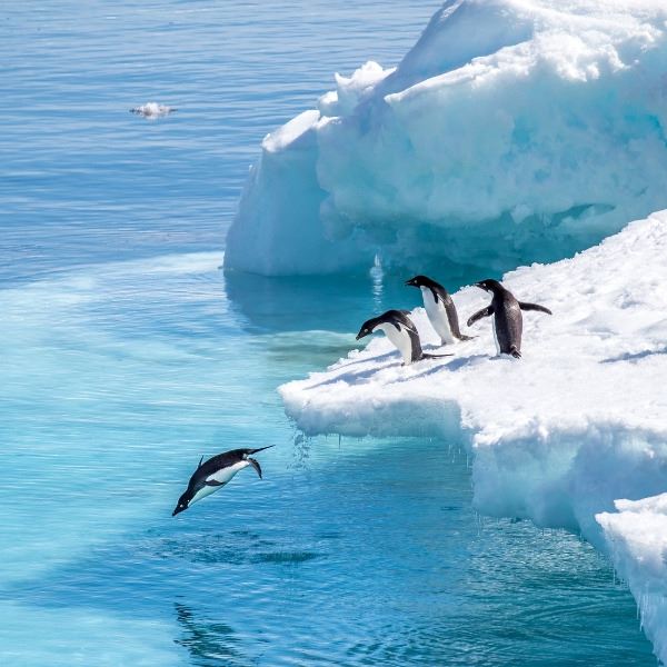 13-Day Antarctica Cruise for Two