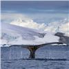 Image 5 : 13-Day Antarctica Cruise for Two