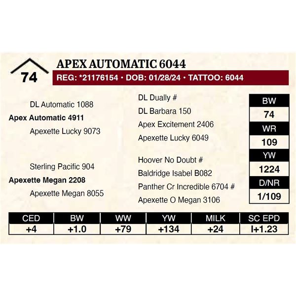 Apex Automatic 6044