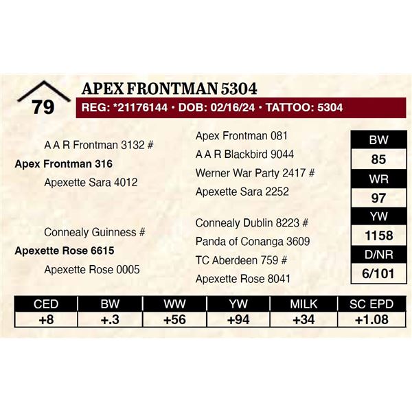 Apex Frontman 5304
