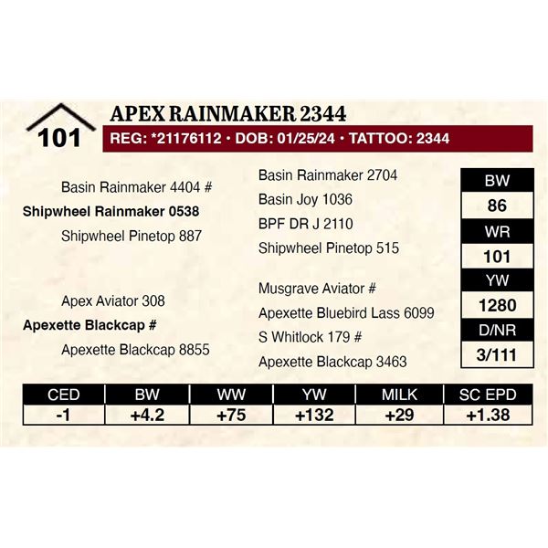 Apex Rainmaker 2344
