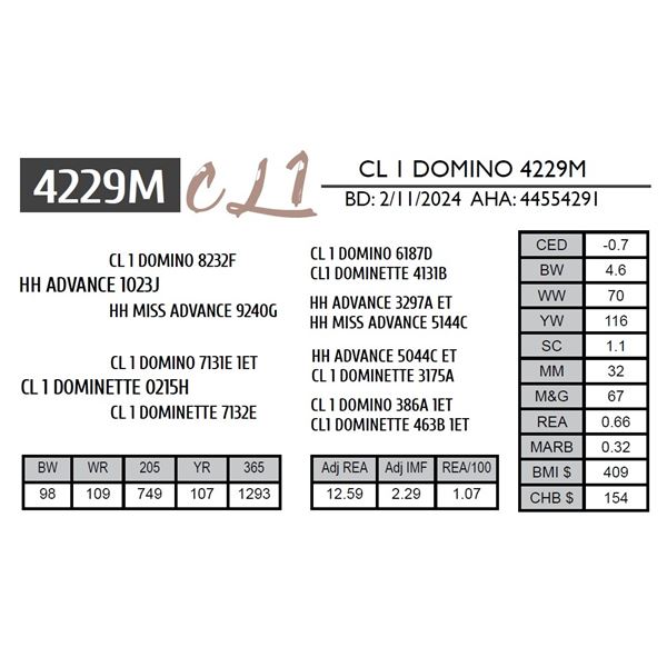 CL 1 DOMINO 4229M