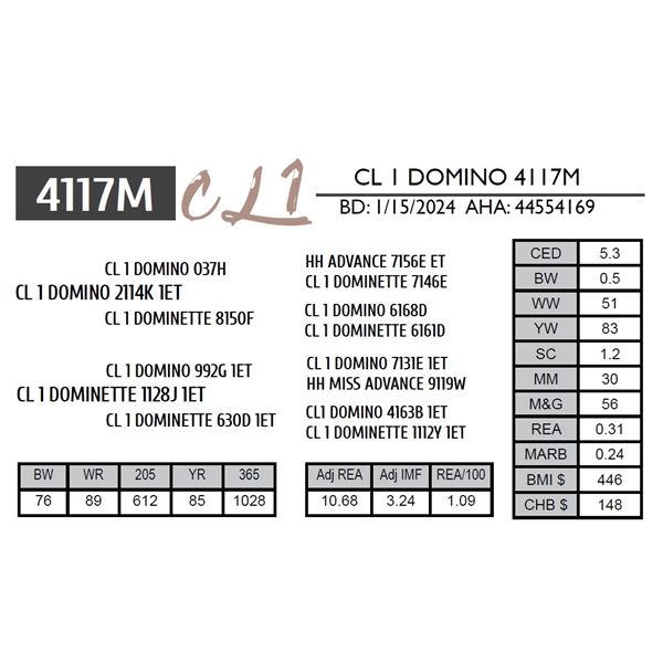 CL 1 DOMINO 4117M
