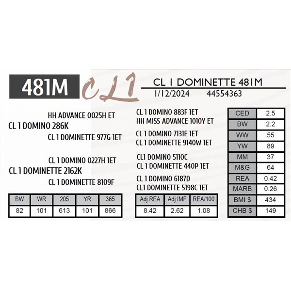 CL 1 DOMINETTE 481M
