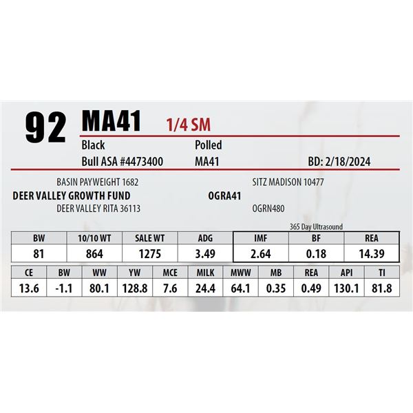 MA41