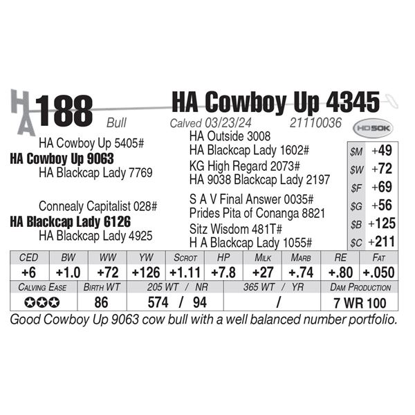 HA Cowboy Up 4345