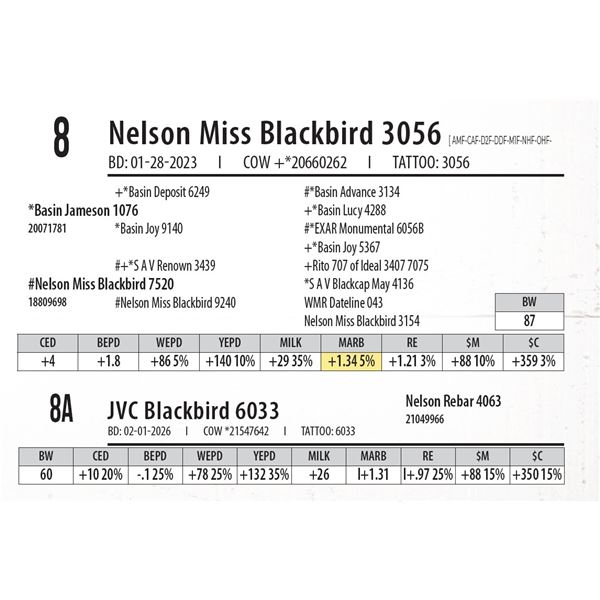 JVC Blackbird 6033