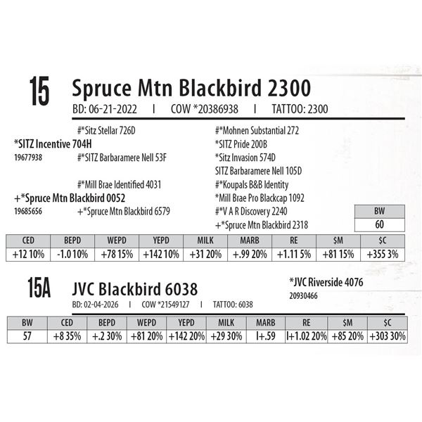 Spruce Mtn Blackbird 2300