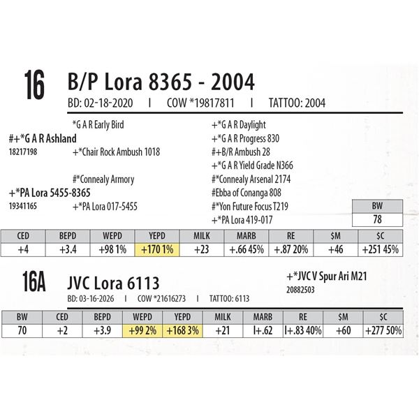 JVC Lora 6113