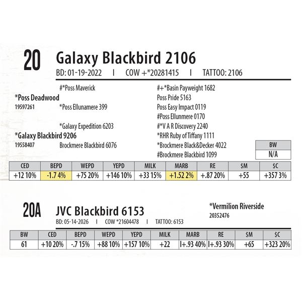 Galaxy Blackbird 2106