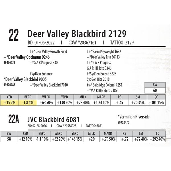 Deer Valley Blackbird 2129