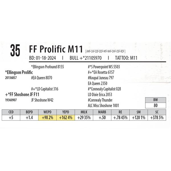 FF Prolific M11