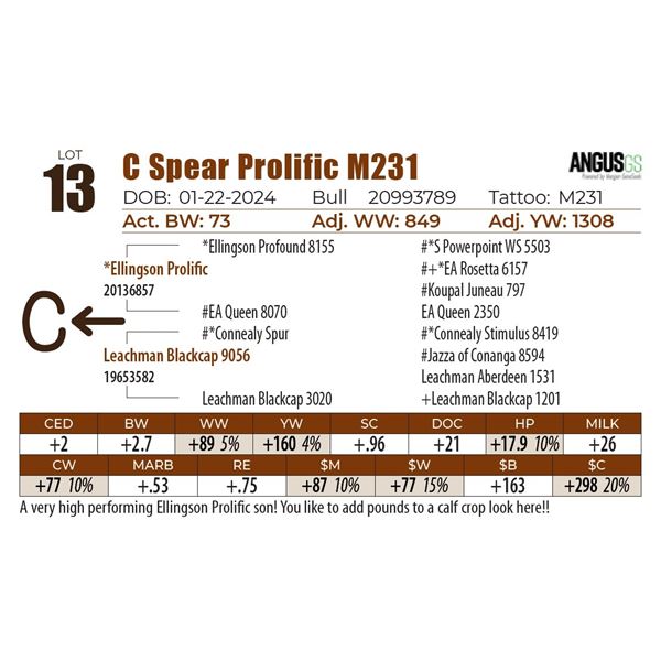 C Spear Prolific M231