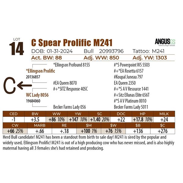 C Spear Prolific M241
