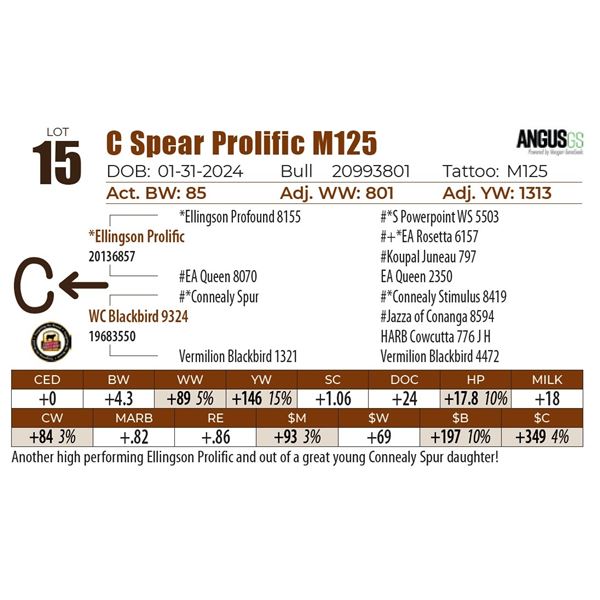 C Spear Prolific M125