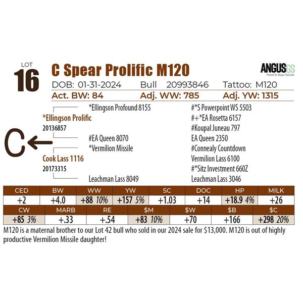 C Spear Prolific M120