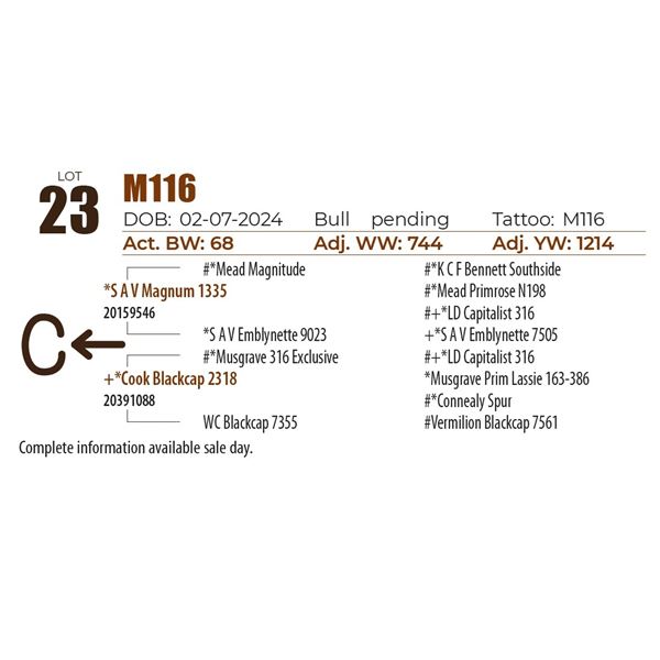 C Spear M116