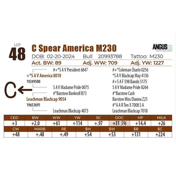 C Spear America M230