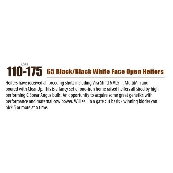 65 Black/Black White Face Open Heifers