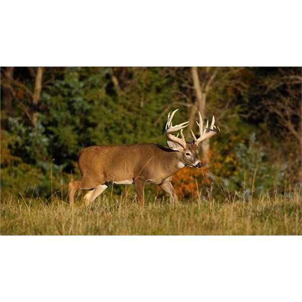 Kansas Commissioners Mule Deer/Whitetail Permit