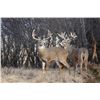 Image 2 : Kansas Commissioners Mule Deer/Whitetail Permit