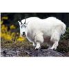 Image 1 : Utah Mountain Goat Conservation Permit - Once-in-a-Lifetime - Wasatch Mtns, Timpanogos