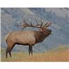 Image 1 : Bull Elk Conservation Permit - Limited-Entry - Boulder