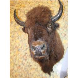 Bison Shoulder Mount