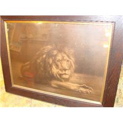 Large Framed Lion Print in great 4" thick solid wood frame