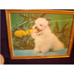 Doggie Poodle Picture