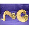 Image 1 : Pair of Ram Horn Candleholders