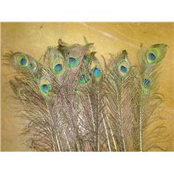 17 Peacock Feathers