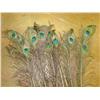 Image 1 : 17 Peacock Feathers