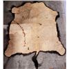 Image 2 : Tanned Buffalo Hide