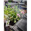 Image 3 : Lordem Grow Light Hanging Planter System