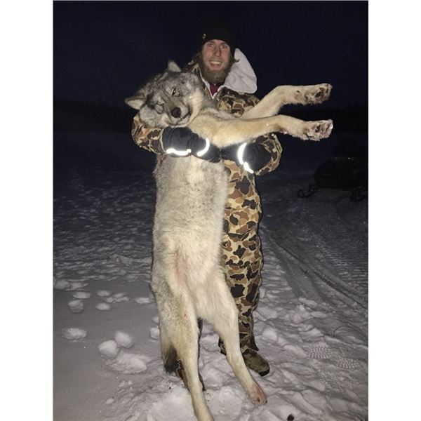 7 Day Canadian Wolf Hunt for 2 in Heated Blinds