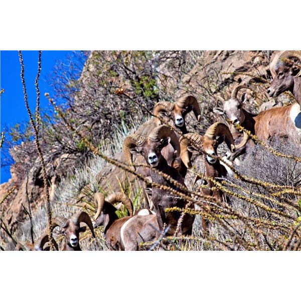 10 day free range trophy desert bighorn sheep hunt at Rancho LaGuarida in Chihuahua Mexico