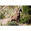 Image 3 : 10 day free range trophy desert bighorn sheep hunt at Rancho LaGuarida in Chihuahua Mexico