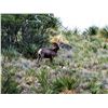 Image 4 : 10 day free range trophy desert bighorn sheep hunt at Rancho LaGuarida in Chihuahua Mexico