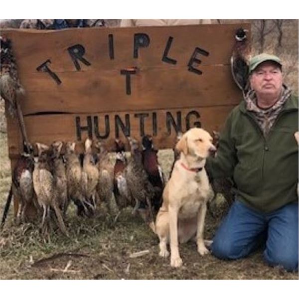 AKC Registered Yellow Lab Puppy