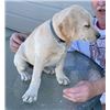 Image 6 : AKC Registered Yellow Lab Puppy