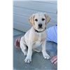 Image 7 : AKC Registered Yellow Lab Puppy