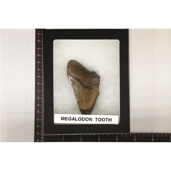 MEGALODON TOOTH 3" X 1.75" IN RIKER DISPALY BOX