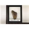 Image 1 : MEGALODON TOOTH 3" X 1.75" IN RIKER DISPALY BOX
