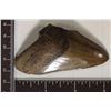Image 3 : MEGALODON TOOTH 3" X 1.75" IN RIKER DISPALY BOX