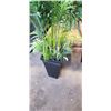 Image 2 : LARGE ARTIFICIAL TREE IN POT