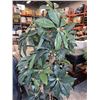 Image 2 : LARGE ARTIFICIAL TREE IN POT
