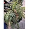Image 2 : LARGE ARTIFICIAL TREE IN POT